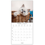 Grand Calendrier Mural 29x29  cm - 2025 - Chats 2025 - Draeger