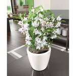 LECHUZA Jardinière CLASSICO LS 28 ALL-IN-ONE blanc brillant 16040