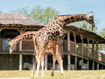 SMARTBOX - Coffret Cadeau Journée au Parc Zoologique d'Amnéville en famille -  Sport & Aventure