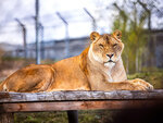SMARTBOX - Coffret Cadeau 2 entrées adulte pour la Tanière Zoo Refuge près de Chartres -  Multi-thèmes