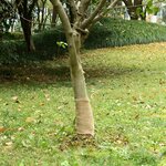 vidaXL Rouleau de jute 0 25x15 m 100   jute 200 g/m²