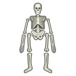 Coffret découverte de la science - Kit du squelette humain