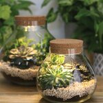 Terrarium avec Bouchon Liège Led Diam 20 5 cm