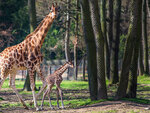 SMARTBOX - Coffret Cadeau Journée d'exploration en famille : 4 entrées pour le Safari de Peaugres près de Saint-Étienne -  Sport & Aventure