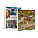 SMARTBOX - Coffret Cadeau 2h de Cani-Balade en famille près de Valence -  Sport & Aventure