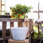 Capi Pot à plantes conique bas Arc Granite 48x35 cm Ivoire