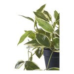 Plante artificielle Hoya Carnosa fleur de porcelaine verte 33 cm