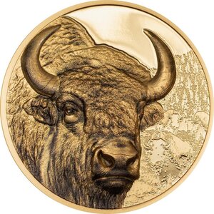 Monnaie BISON Wild Mongolia 1 Oz Or 25000 Togrog Mongolia 2025 (PRÉCOMMANDE)