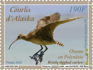 Timbre Polynésie Française - Oiseau en Polynésie - Courlis d'Alaska