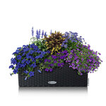 LECHUZA Jardinière BALCONERA Cottage 50 ALL-IN-ONE Granite