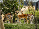 SMARTBOX - Coffret Cadeau Tanière Zoo Refuge : immersion avec les herbivores pour 2 personnes -  Multi-thèmes