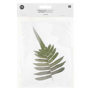 Feuille de fougère séchée et pressée