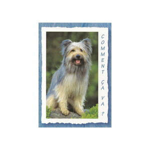 Carte message - chien "comment ca va "