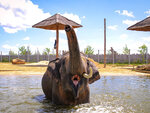 SMARTBOX - Coffret Cadeau Tanière Zoo Refuge : visite guidée VIP à la découverte des animaux pour 2 personnes -  Multi-thèmes