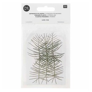 Ipomées et cyprès séchés et pressés