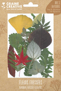 Fleurs Pressées Forest coloré 15 pièces