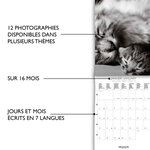 Petit Calendrier Mensuel 2025 14x18 Cm - Chats Noir & Blanc - Draeger paris
