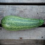Courgette Greyzini (Grisette de Provence) bio - Graines à semer