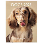 Petit Calendrier Mural 14x18  cm - 2025 - Chiens 2025 - Draeger