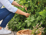 SMARTBOX - Coffret Cadeau Mon potager à Paris -  Multi-thèmes