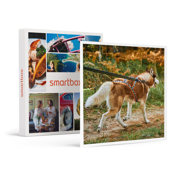 SMARTBOX - Coffret Cadeau 2h de Cani-Balade en famille près de Valence -  Sport & Aventure
