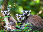 SMARTBOX - Coffret Cadeau Journée zoo en duo : 2 entrées adultes pour le Safari de Peaugres -  Sport & Aventure