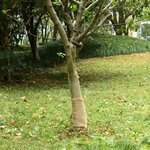 vidaXL Rouleau de jute 0 25x100 m 100   jute 200 g/m²