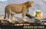 Pièce de monnaie en Or 3000 Francs g 0.031 (1/1000 oz) Millésime 2024 Gold Gift AFRICAN LEOPARD 1/1000