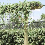 vidaXL Pergola de jardin 410 x 40 x 203 cm Bois