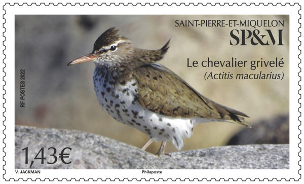 Timbre Saint Pierre et Miquelon - Le chevalier grivelé