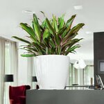 LECHUZA Jardinière CLASSICO LS 28 ALL-IN-ONE blanc brillant 16040