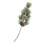 5 rameaux de sapin avec pigne 24 cm