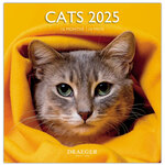 Grand Calendrier Mural 29x29 Cm - 2025 - Chats - Draeger paris