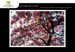 Lot de 6 cartes postales - fleurs 1 - photos frédéric engel