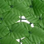vidaXL Écran de balcon avec feuilles vert 300x150 cm