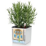 Lechuza jardinière de table cube color 14 all-in-one anthracite