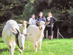 SMARTBOX - Coffret Cadeau Golf au milieu de la nature et des animaux pour 3 en Normandie -  Sport & Aventure