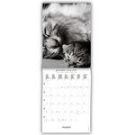 Petit Calendrier Mensuel 2025 14x18 Cm - Chats Noir & Blanc - Draeger paris