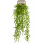 Emerald Asperges Plumosus artificielle 80 cm