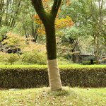 vidaXL Rouleau de jute 1x25 m 100   jute 200 g/m²