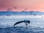 SMARTBOX - Coffret Cadeau Séjour en Islande : 4 jours avec aurores boréales et observation des baleines pour 2 -  Séjour