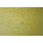 Chemise 3 rabats +elast A4 carte jaune citron EXACOMPTA