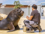 SMARTBOX - Coffret Cadeau Tanière Zoo Refuge : visite guidée VIP à la découverte des animaux pour 2 personnes -  Multi-thèmes