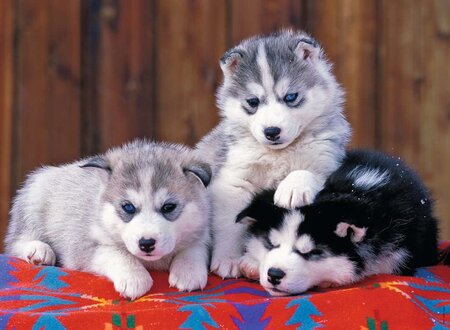 Puzzle xxl 200p mignons huskies