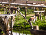 SMARTBOX - Coffret Cadeau 2 entrées adulte pour la Tanière Zoo Refuge près de Chartres -  Multi-thèmes