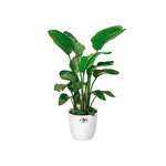 Brussels Pot de fleurs rond Roues 47 - Blanc Ø 47 x 44 cm