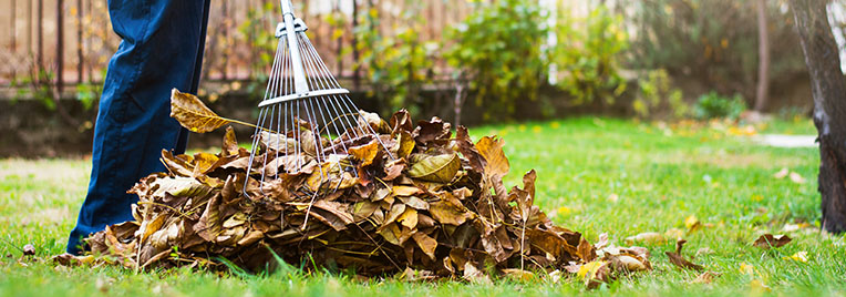 Entretien du jardin : ramassage des feuilles mortes